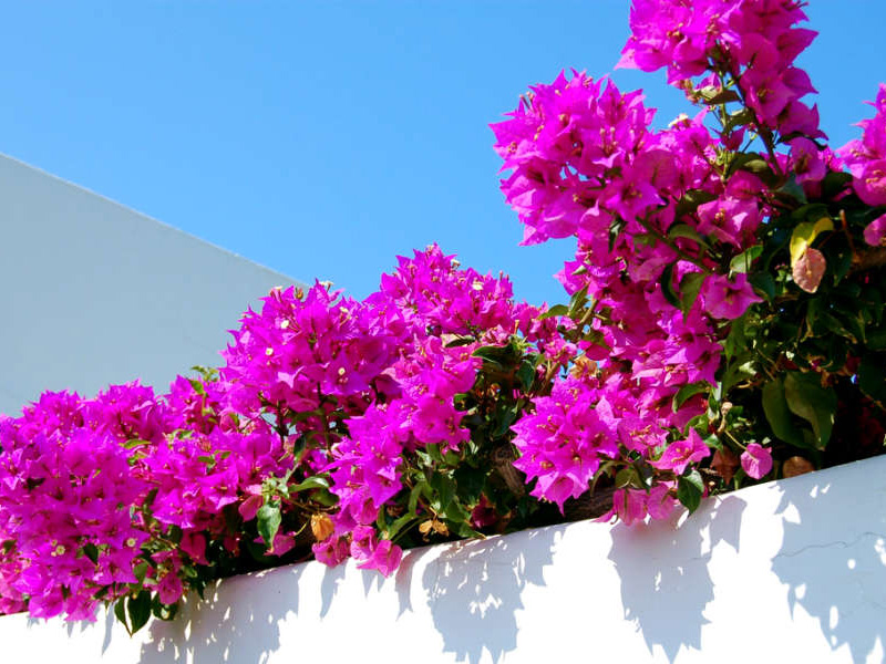 Panarea Island, pink, Photo by Lisa van de Pol, Italan Summers